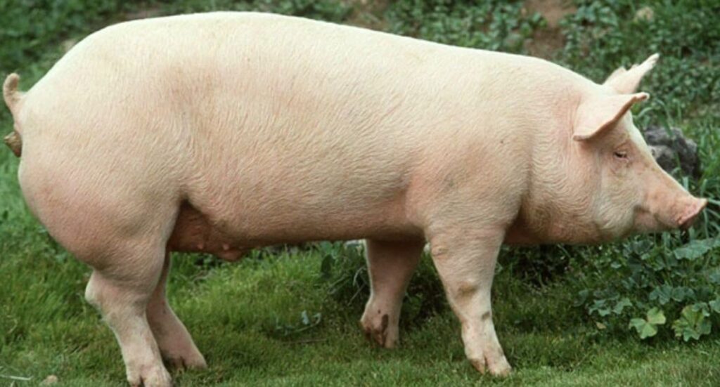 El gobierno mexicano revisará la suspensión de importaciones de carne de cerdo desde España por peste porcina africana.
