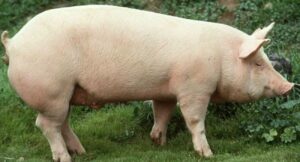 El gobierno mexicano revisará la suspensión de importaciones de carne de cerdo desde España por peste porcina africana.