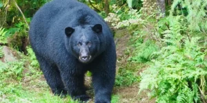 El avistamiento de un oso negro en San Pedro Garza García sorprendió a los asistentes del Club Pumas en su entrenamiento.