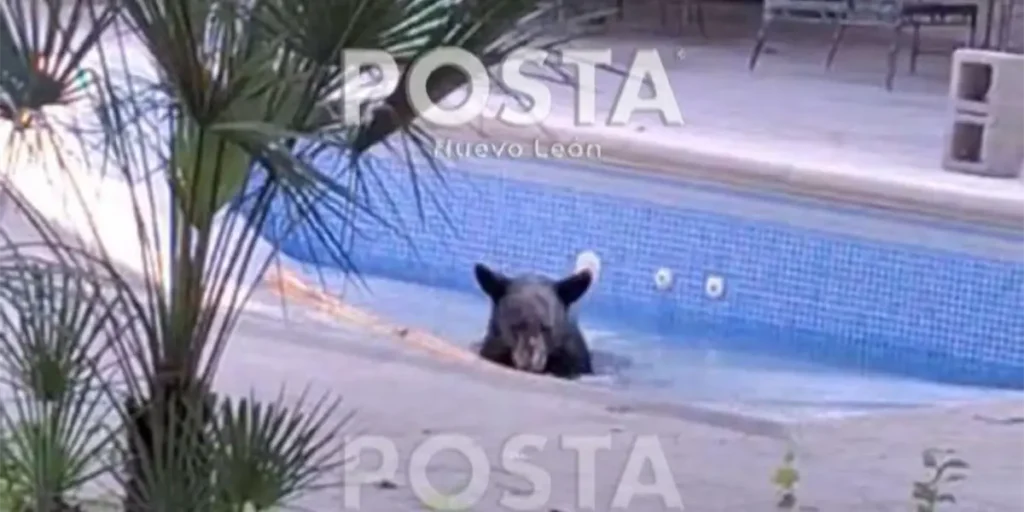 Capturan a dos osos en una casa de San Pedro, generando asombro entre los vecinos y redes sociales.