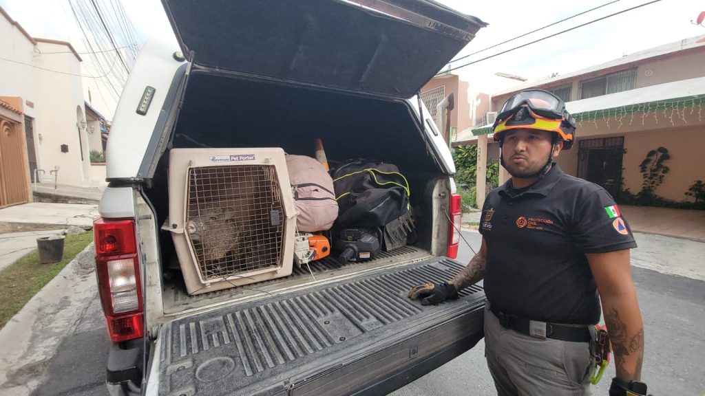 Expertos rescatan jabalí en Monterrey y lo liberan en su hábitat natural, destacando la interacción entre humanos y fauna.