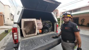 Expertos rescatan jabalí en Monterrey y lo liberan en su hábitat natural, destacando la interacción entre humanos y fauna.