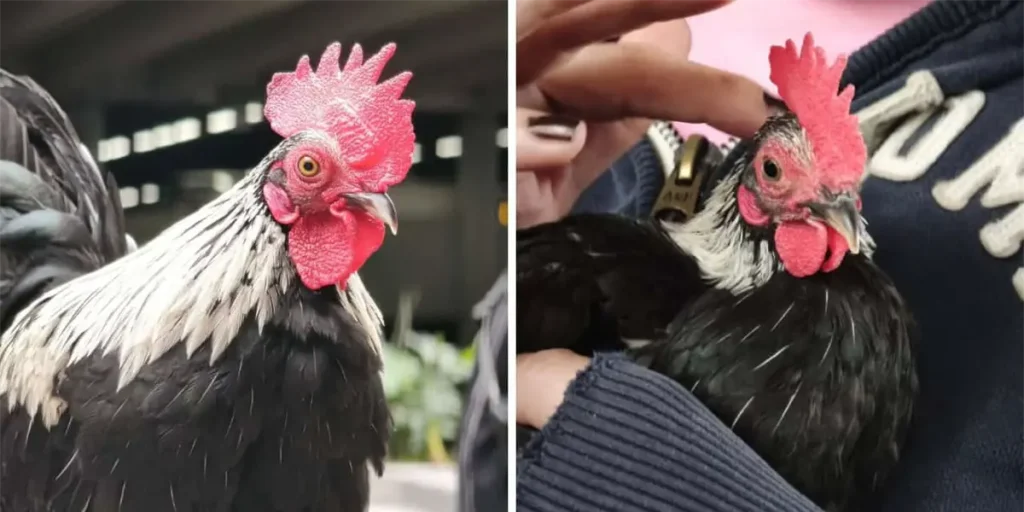 La brigada de búsqueda de Luchito, un gallo de compañía en Monterrey, crece con la ayuda de la comunidad.