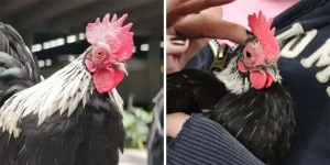 La brigada de búsqueda de Luchito, un gallo de compañía en Monterrey, crece con la ayuda de la comunidad.