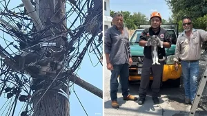 Un valiente rescate en Guadalupe logró poner a salvo a un gato que estuvo atrapado en un poste durante más de un día.