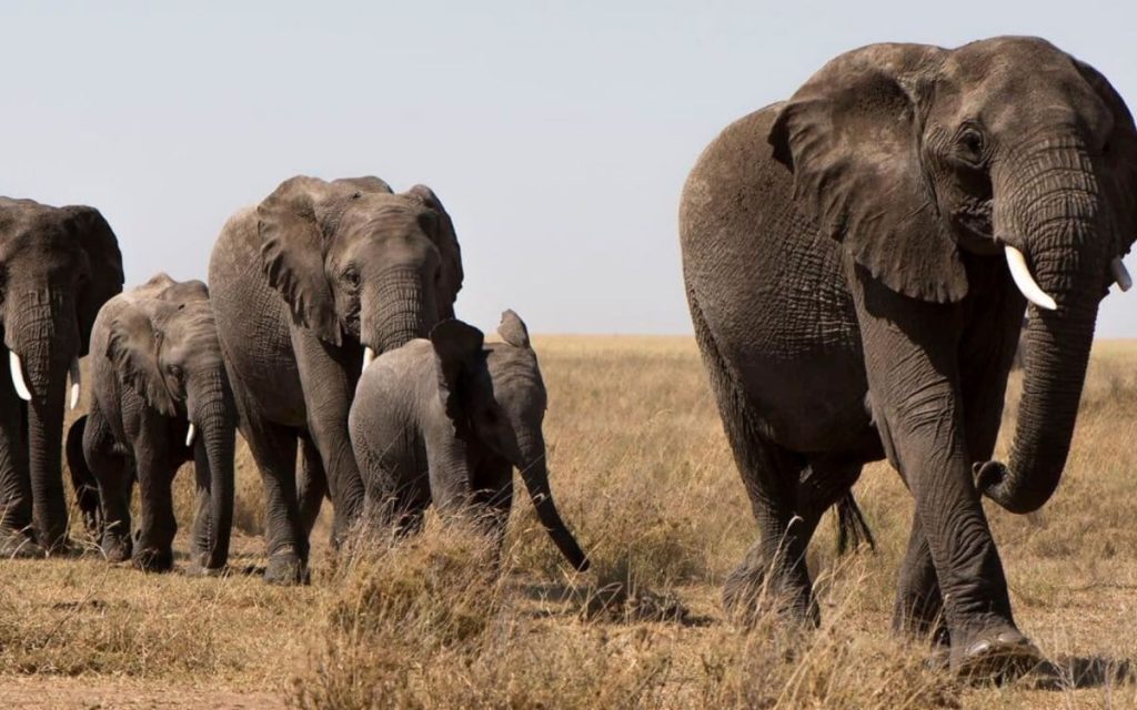 Autoridades de Kenia avanzan en la investigación sobre el envenenamiento de elefantes hallados muertos en Amboseli.