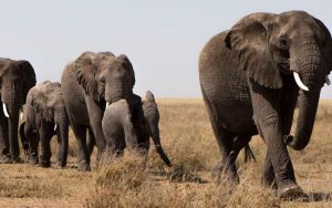 Autoridades de Kenia avanzan en la investigación sobre el envenenamiento de elefantes hallados muertos en Amboseli.