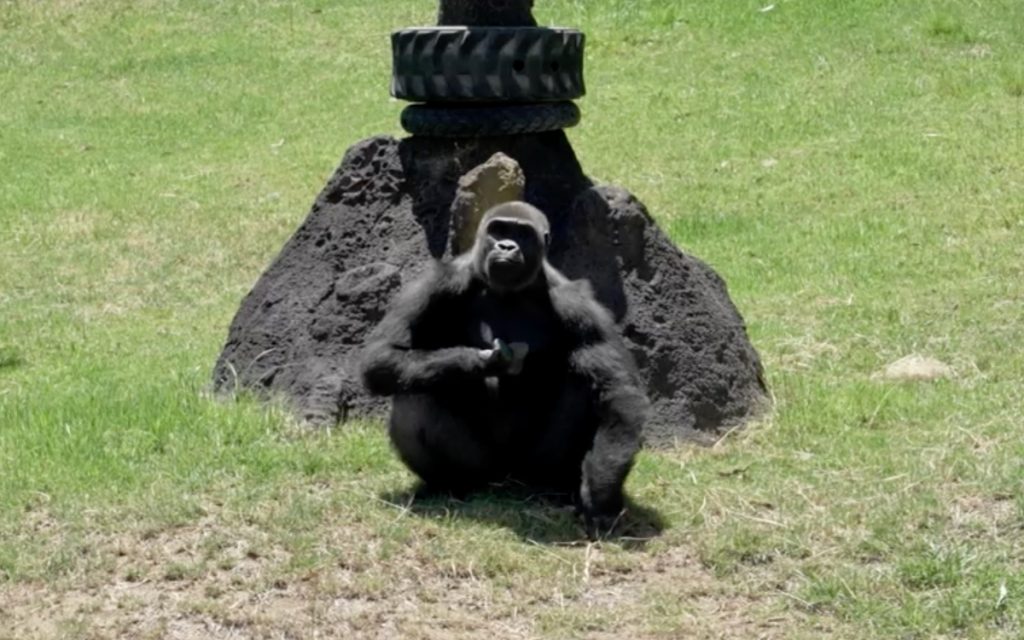 El gorila Mizani se recupera tras la primera mastoidectomía en su especie, un hito en la medicina veterinaria.