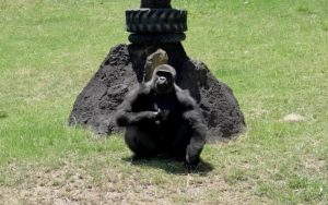 El gorila Mizani se recupera tras la primera mastoidectomía en su especie, un hito en la medicina veterinaria.