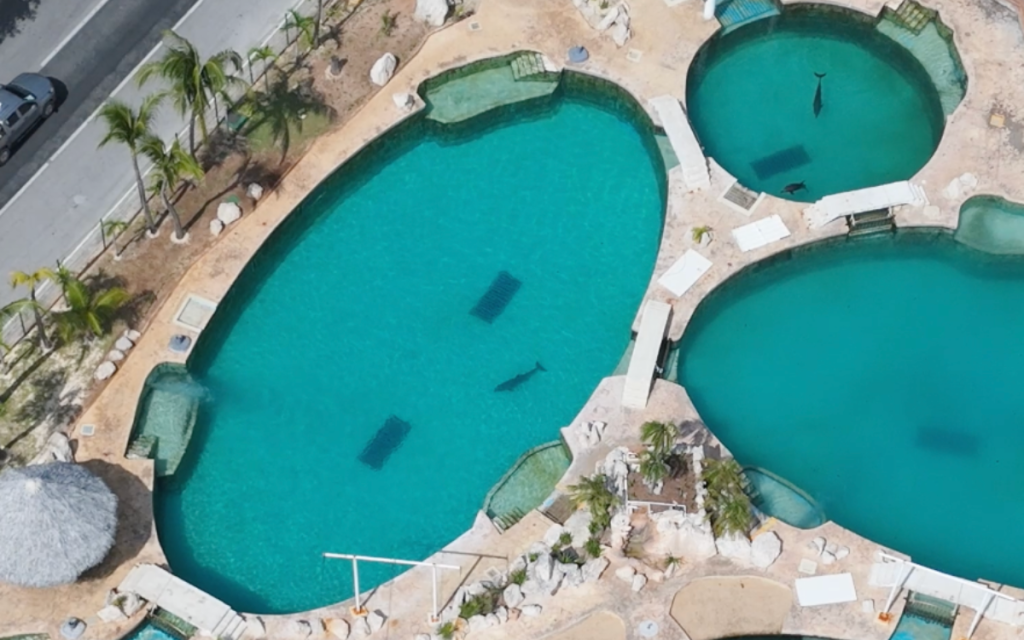 Descubre la situación actual de los delfines en cautiverio en México y su futuro legal incierto.