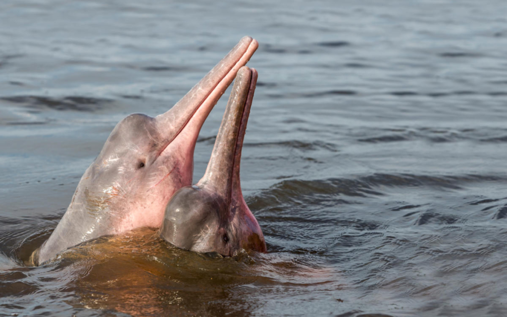 Descubre cómo el tráfico ilegal de especies amenaza la vida de los delfines amazonicos en Ecuador.