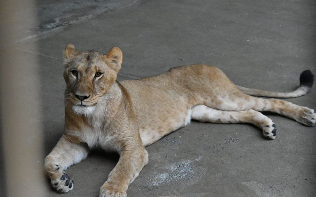 El reciente golpe de calor en Japón ha generado la trágica muerte de tres leonas en un zoológico de Tokio.