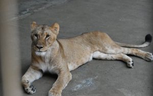 El reciente golpe de calor en Japón ha generado la trágica muerte de tres leonas en un zoológico de Tokio.