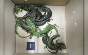 Las autoridades japonesas arrestaron a un mexicano con 200 lagartos ocultos en su maleta, revelando una historia sorprendente.