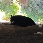 Oso gigante sorprende a visitantes en Parque Río La Silla