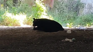Un impresionante oso gigante ha causado revuelo en Parque Río La Silla, movilizando a Protección Civil para atender la situación.