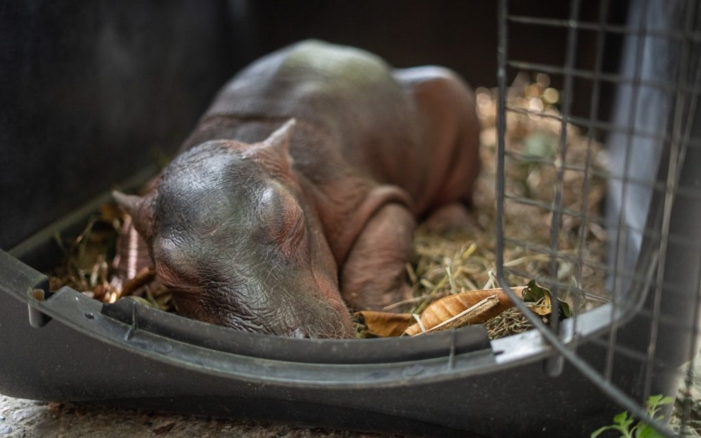 Un hipopótamo recién nacido fue encontrado solo y desnutrido por pescadores en Colombia. Aquí los detalles del rescate.