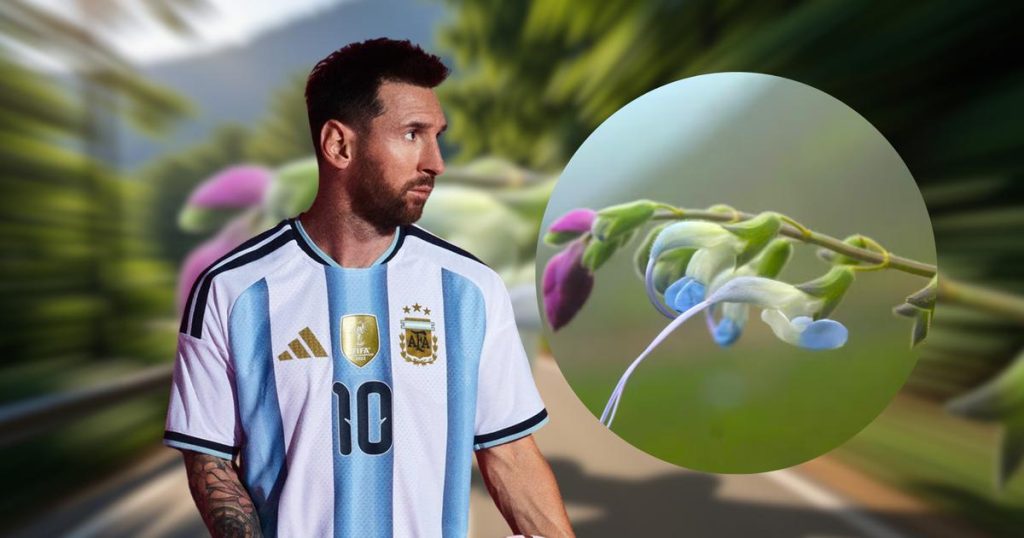 Una nueva planta con flores celestes fue nombrada en honor a Lionel Messi, destacando su conexión con la naturaleza.