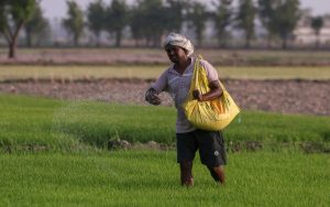 Un nuevo estudio revela que los pesticidas son responsables de miles de muertes anuales, destacando la situación crítica en la India.