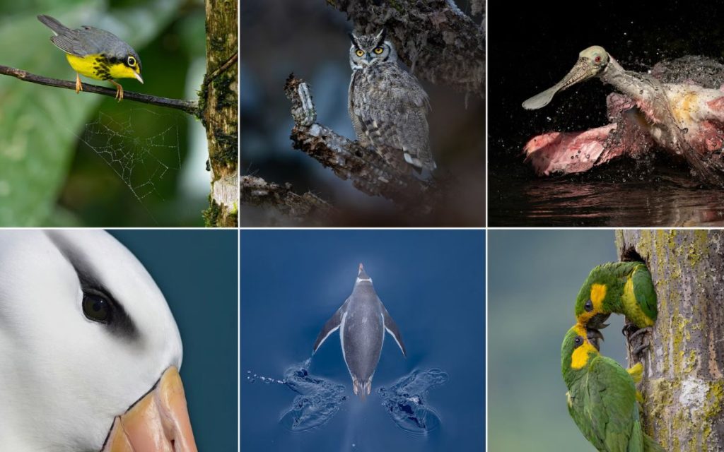 Descubre quiénes fueron los seleccionados en los Premios de Fotografía Audubon 2026 y su impacto en la conservación.