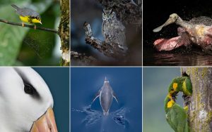 Descubre quiénes fueron los seleccionados en los Premios de Fotografía Audubon 2026 y su impacto en la conservación.