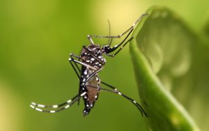 El 20 de agosto, reflexionamos sobre el mosquito, transmisor de enfermedades que amenazan la salud global.