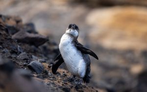 Un reciente estudio advierte sobre la supervivencia de los pingüinos de Galápagos frente al fenómeno de El Niño.