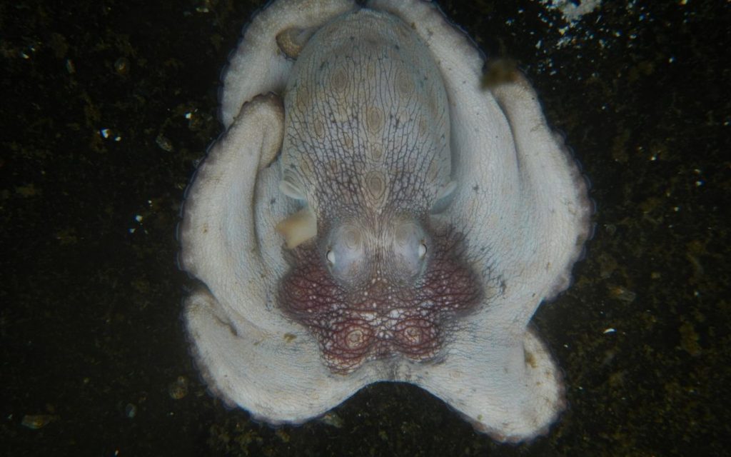 Investigación revela la presencia de microplásticos en el 93.68% de los pulpos maya analizados en Campeche.