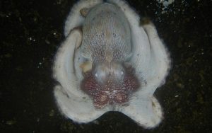 Investigación revela la presencia de microplásticos en el 93.68% de los pulpos maya analizados en Campeche.