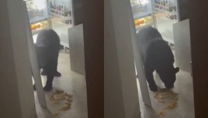 Habitantes de Olinalá piden a las autoridades un protocolo ante la presencia de osos en sus viviendas.