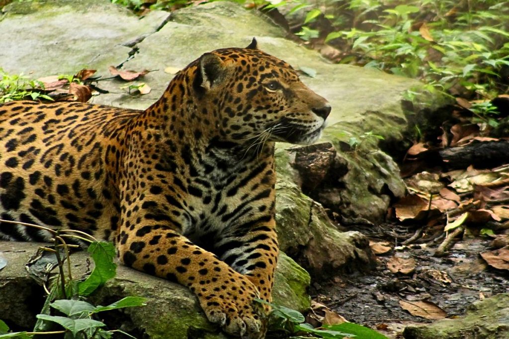 La historia de Gaby, el jaguar, termina dejando un legado en Chiapas con sus tres crías y su compañero Amikú.