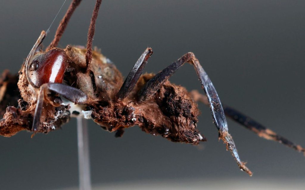 Seis nuevos hongos zombis fueron descubiertos en México, destacando uno en honor al cineasta Guillermo del Toro.
