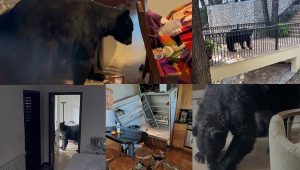 Vecinos de Olinalá contratan guardabosques ante creciente incursión de osos en sus hogares, exigen intervención de autoridades.